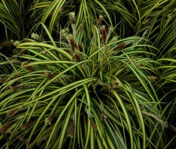 Carex morrowii ''Goldband'' is een blikvanger in u tuin,zet hem ik groepen,geeft rust in u tuin. Carex morrowii ''Goldband'' is een blikvanger in u tuin,zet hem ik groepen,geeft rust in u tuin.