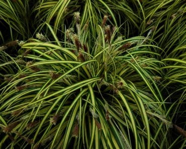 Carex morrowii ''Goldband'' is een blikvanger in u tuin,zet hem ik groepen,geeft rust in u tuin.