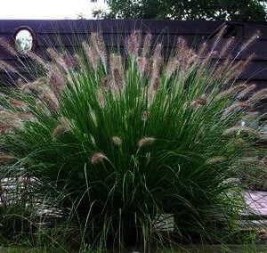 Pennisetum Hameln , een van de populairste grassoorten