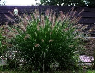 Pennisetum Hameln , een van de populairste grassoorten