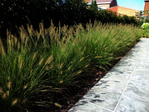 Pennisetum Hameln , een van de populairste grassoorten