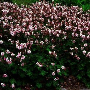 Geranium Biokovo is een mooie rijkbloeiende geranium die zorgt voor blije borders
