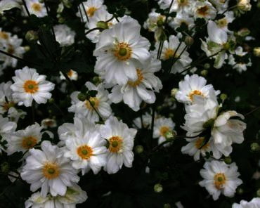 Anemone 'Honorine Jobert'