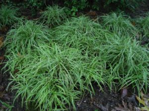 Carex Silver Sceptre is een groenblijvend siergras
