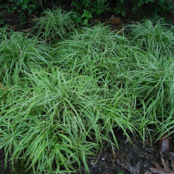 Carex Silver Sceptre is een groenblijvend siergras