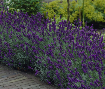 lavendula-angustifolia-hidcote lavendula-angustifolia-hidcote
