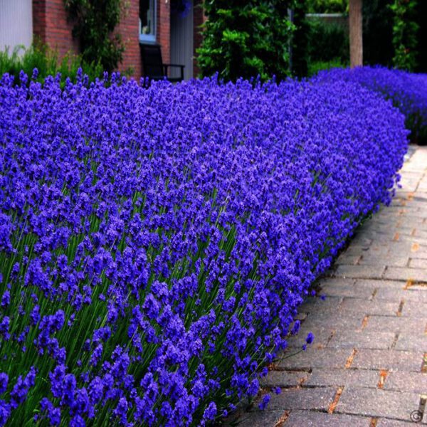 Lavendel angustifolia "Dwarf Bleu"is een mooi blauwpaars compacte lavendel,lijkt kwa kleur veel op Munstead.