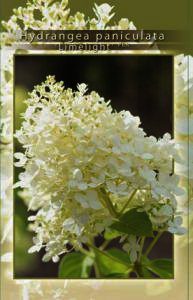 Hydrangea_pan_Limelight_