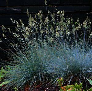 Festuca glauca ‘Elijah Blue’ is een van de populairste grassoorten, in de aanbieding bij de hederakoning