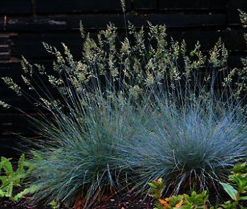 Festuca glauca ‘Elijah Blue’ is een van de populairste grassoorten, in de aanbieding bij de hederakoning Festuca glauca ‘Elijah Blue’ is een van de populairste grassoorten, in de aanbieding bij de hederakoning