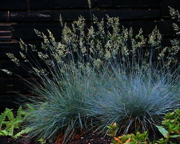 Festuca glauca ‘Elijah Blue’ is een van de populairste grassoorten, in de aanbieding bij de hederakoning