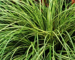 Carex oshimensis ‘Evergold’ is een opvallende verschijning in u tuin. ook mooi in groepen.