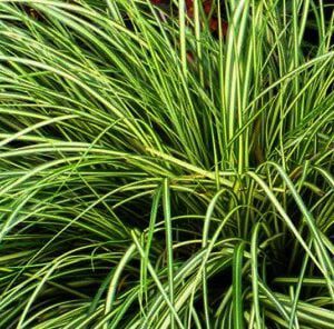 Carex oshimensis ‘Evergold’ is een opvallende verschijning in u tuin. ook mooi in groepen.