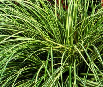 Carex oshimensis ‘Evergold’ is een opvallende verschijning in u tuin. ook mooi in groepen. Carex oshimensis ‘Evergold’ is een opvallende verschijning in u tuin. ook mooi in groepen.