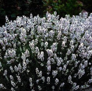 Lavandula angustifolia "Alba" is een weinig gevraagde soort,ondanks dat het een mooi grijs compact polletje is.