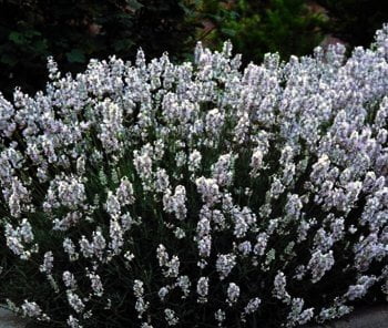 Lavandula angustifolia "Alba" is een weinig gevraagde soort,ondanks dat het een mooi grijs compact polletje is.