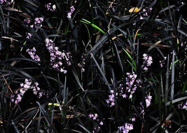 Ophiopogon planiscapus ''Niger'' - zwart gras - Afbeelding 3