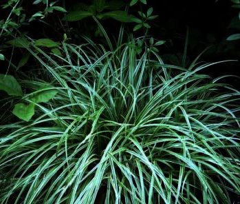 Carex Silver Scepter,dit mooie zilvergras groeit het liefst in schaduw of halfschaduw Carex Silver Scepter,dit mooie zilvergras groeit het liefst in schaduw of halfschaduw