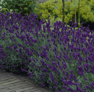 Lavandula angustifolia "Hidcote" is de aller populairste Lavendel soort,meest verkocht