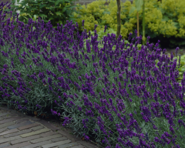 Lavandula angustifolia "Hidcote" is de aller populairste Lavendel soort,meest verkocht