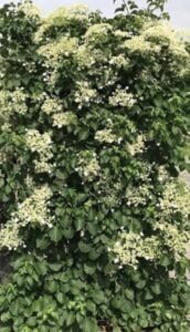 Hydrangea anomale, klimhortensia 180/200 cm