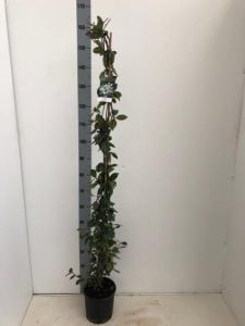 TRACHELOPSPERMUM JASMINOINOIDES 3 Liter pot 150-175cm
