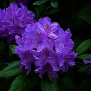 Rhododendron catawbiense 'Grandiflorum´