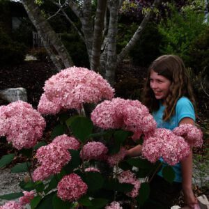 Hydrangea arborescens 'Invincibelle' oftewel Pink Annabelle