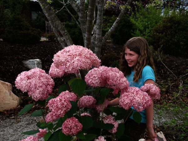 Hydrangea arborescens 'Invincibelle' oftewel Pink Annabelle