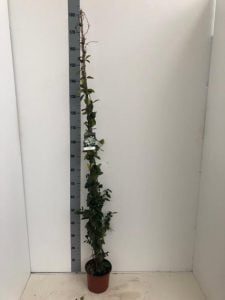 TRACHELOPSPERMUM JASMINOINOIDES 2 Liter pot 125-150 cm
