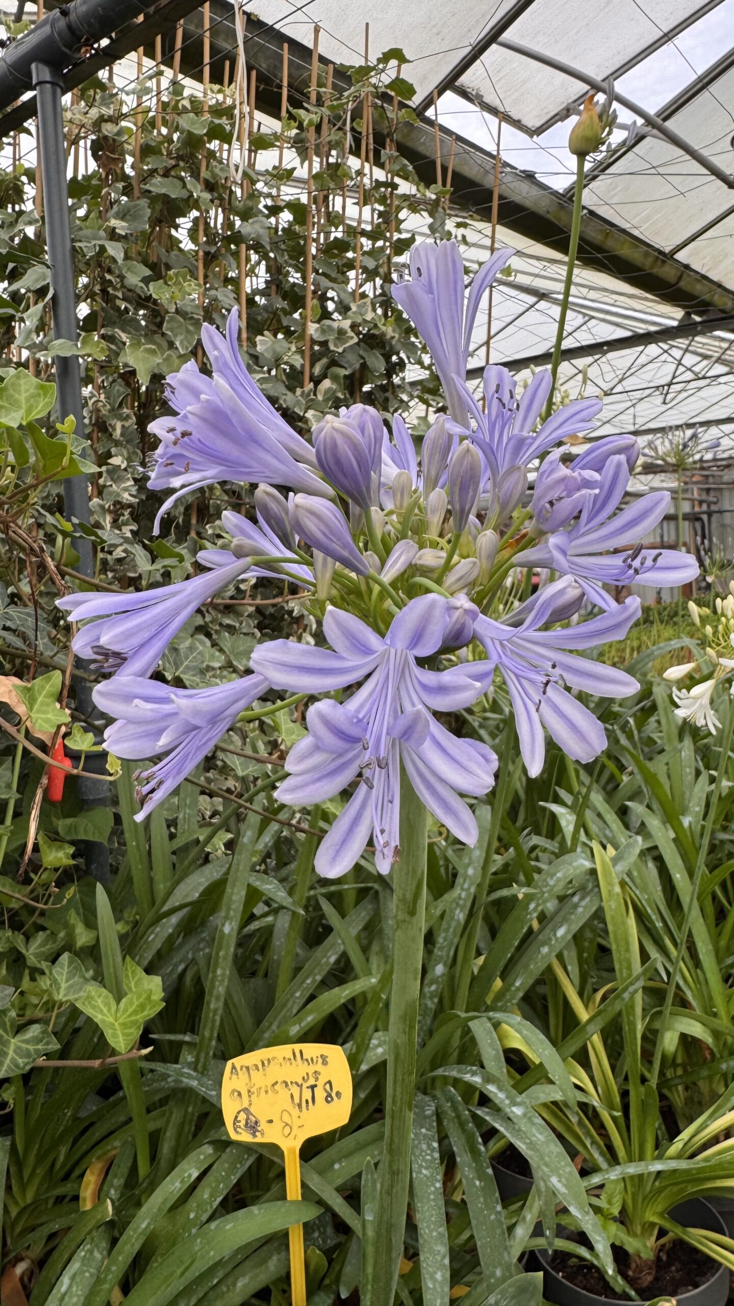 Agapanthus africanus Triompfator- blauw en wit - Afbeelding 3