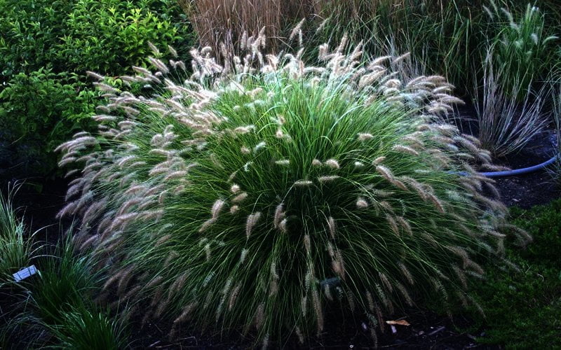 Pennisetum "Little Bunny" is de mooiste dwerg lampepoetsergras