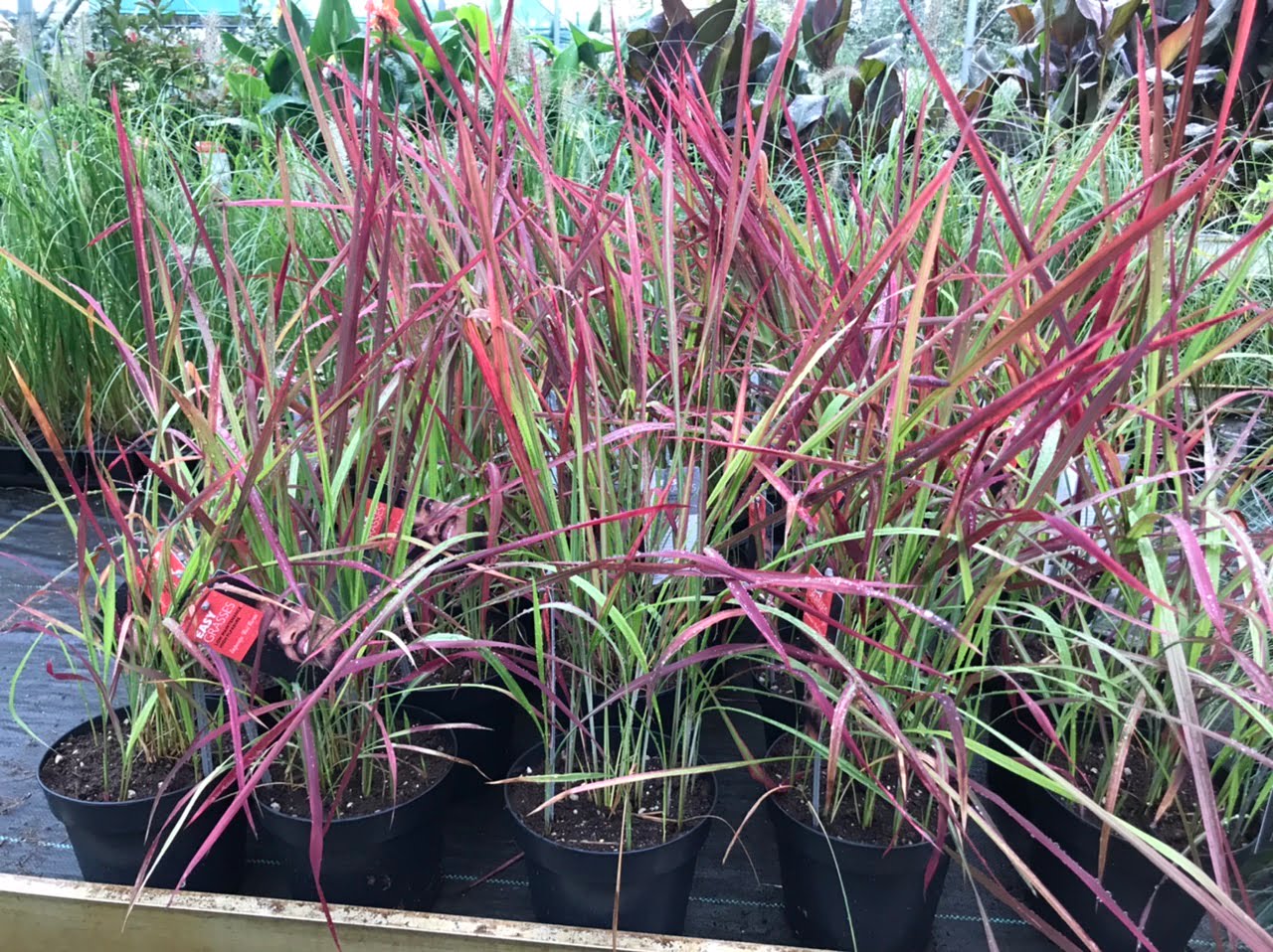 Imperata cylindrica 'Red Baron' - Japans bloedgras - Afbeelding 2