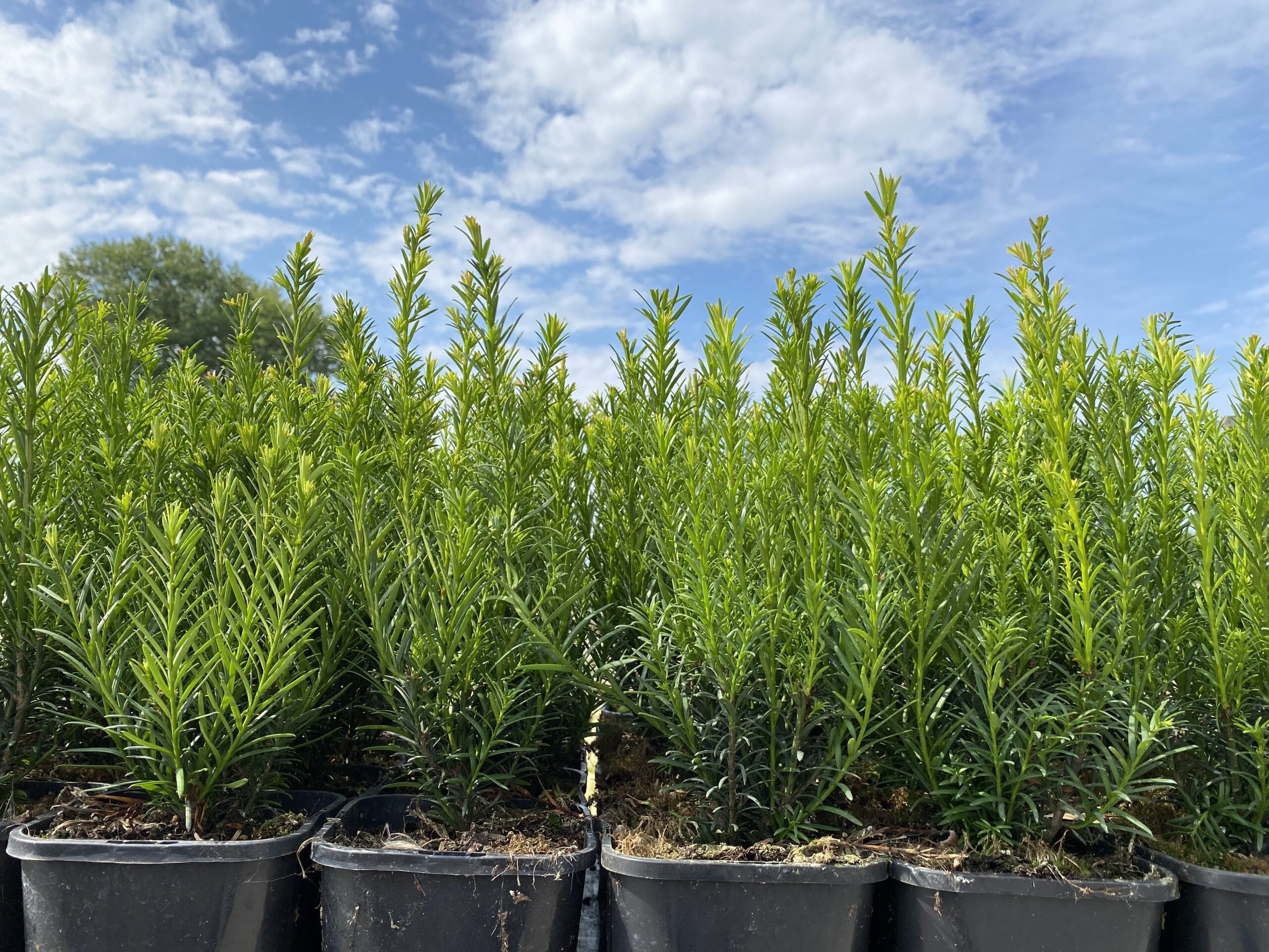 Taxus baccata 100/125 cm in pot - venijnstruik - Afbeelding 2
