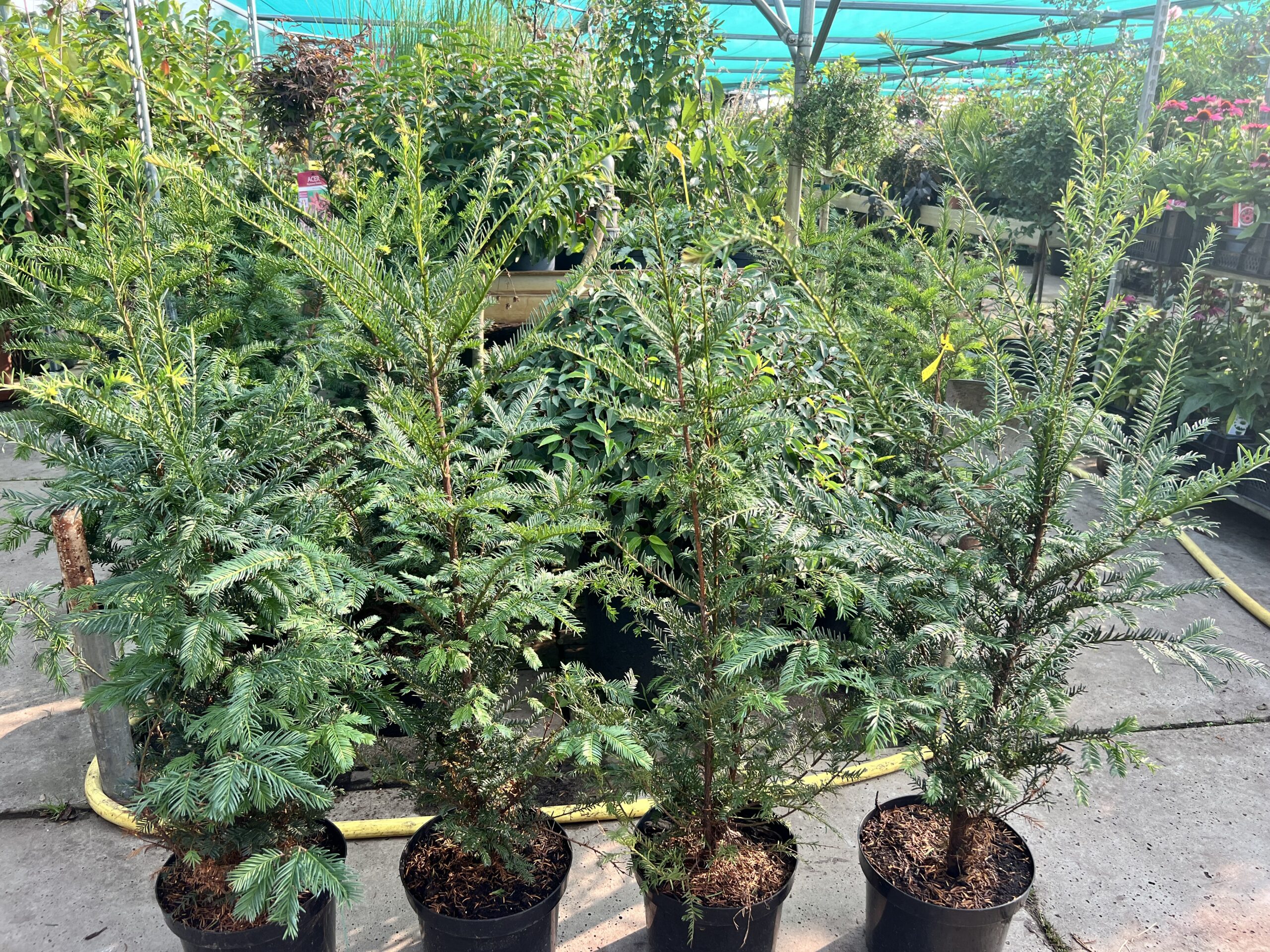 Taxus baccata 100/125 cm in pot - venijnstruik