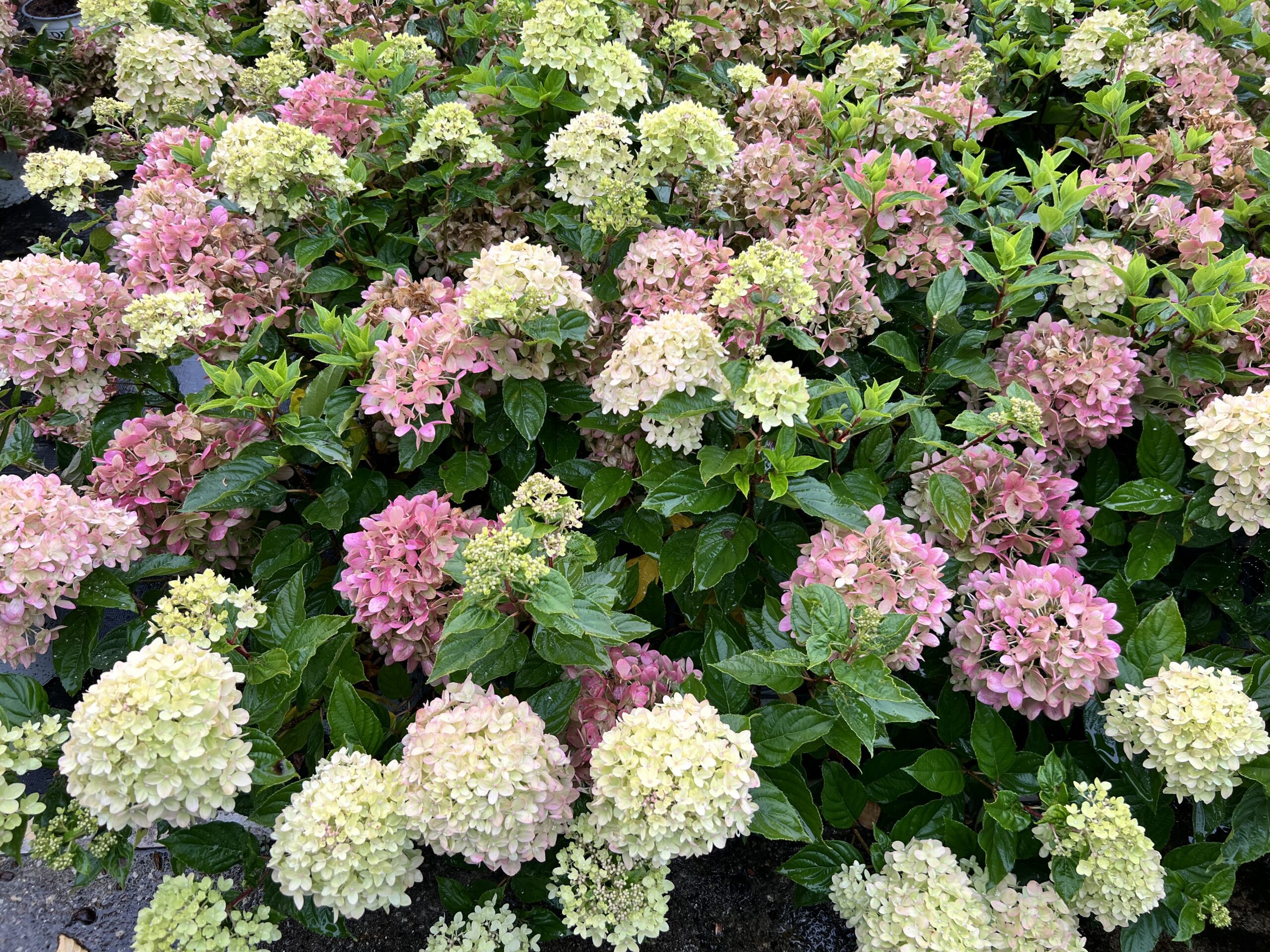 Hydrangea paniculata 'Little Lime' - schapenkop 90 cm - Afbeelding 3