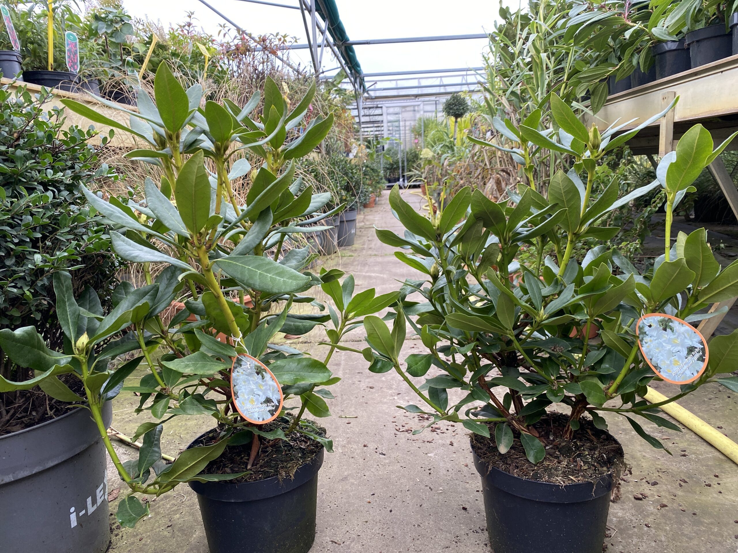 Rhododendron Cunningham’s White - witte Rhododendron - Afbeelding 3