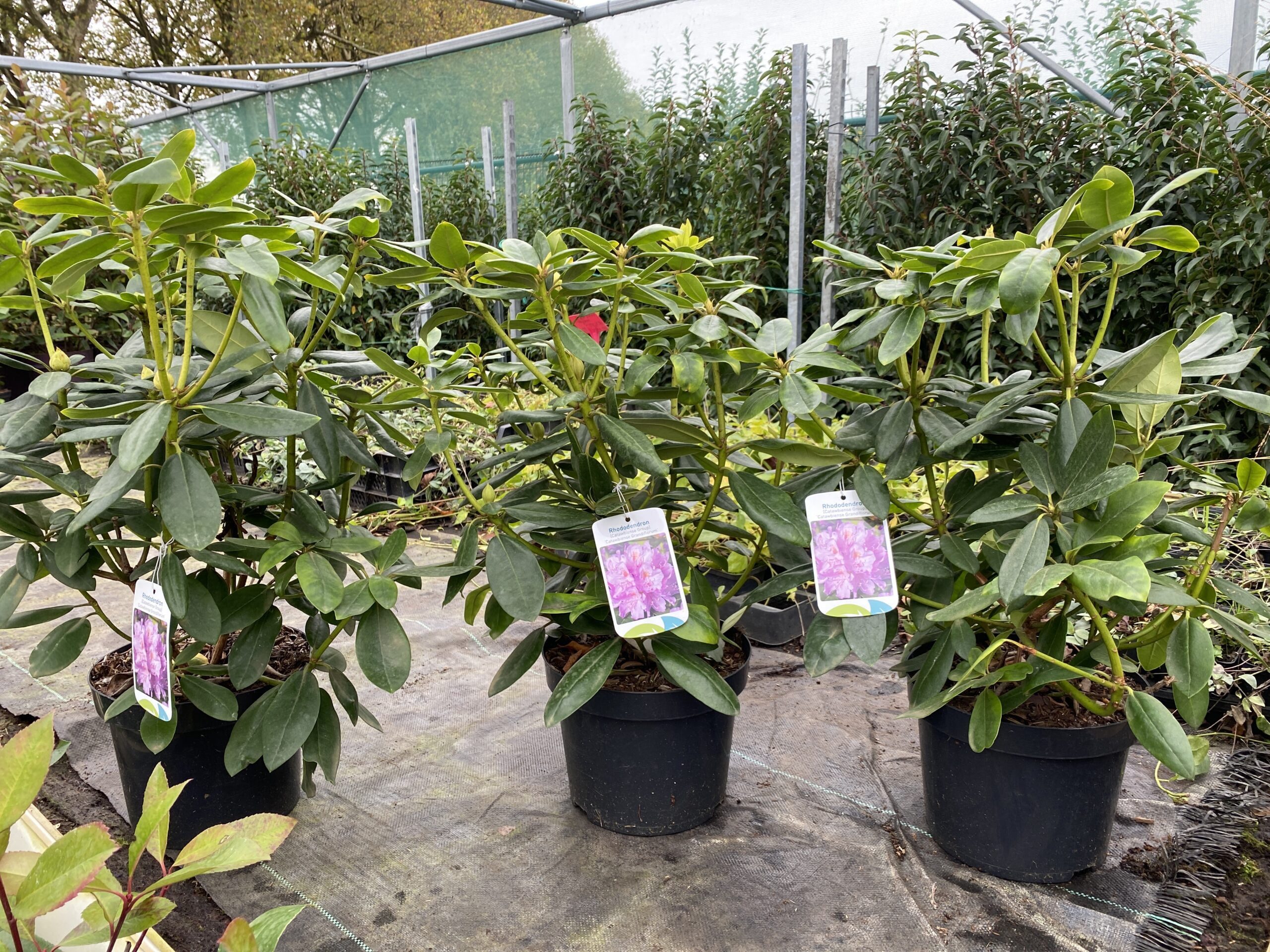 Rhododendron catawbiense 'Grandiflorum´ - Afbeelding 2