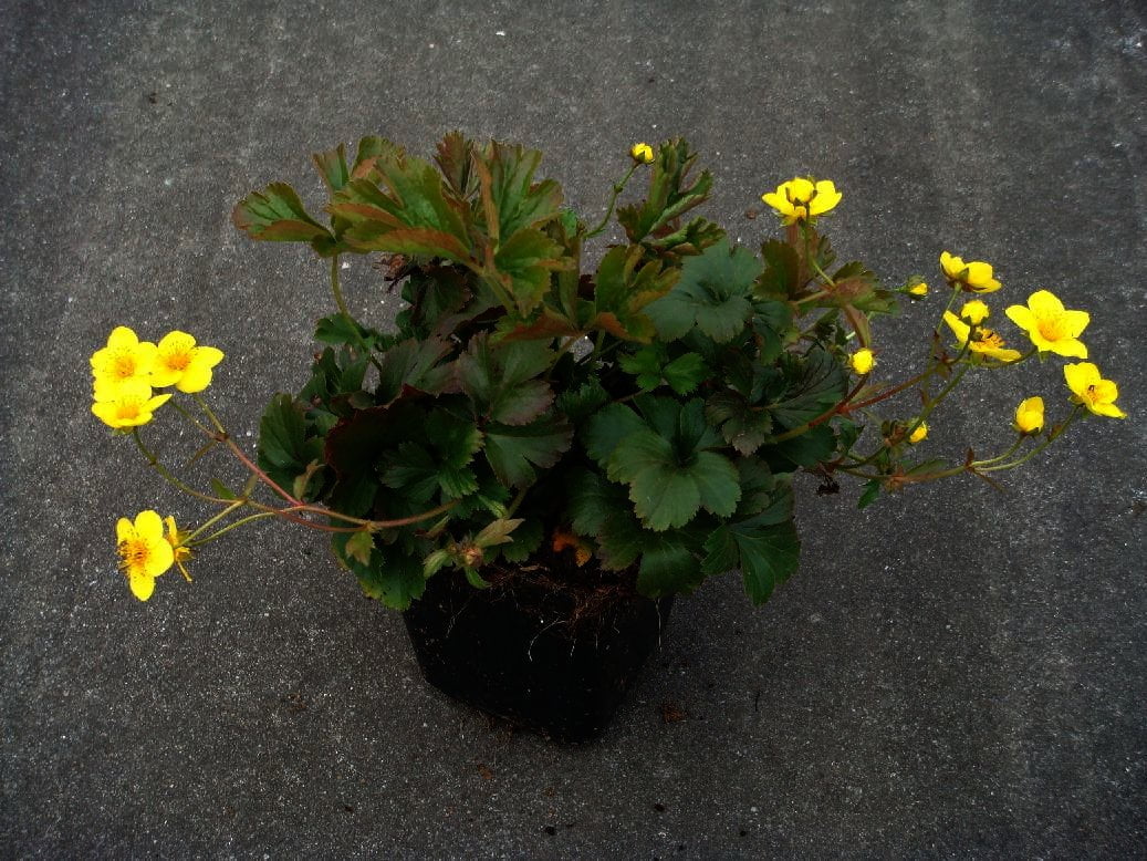 Waldsteinia ternata - Goudaardbei - Afbeelding 2