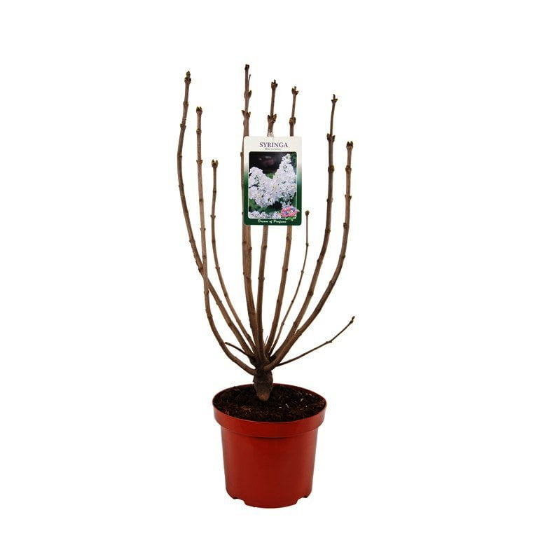 Bloemen: Zuiver witte pluimen, bloeit in mei