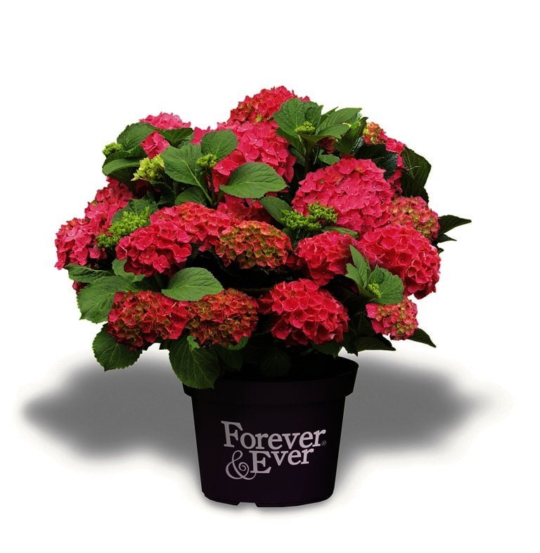 Hydrangea Forever & Ever.- bloeit op 1-2 jarige takken - Afbeelding 4