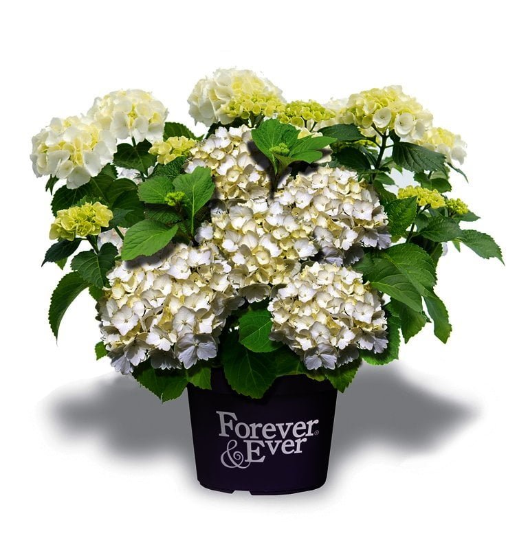 Hydrangea Forever & Ever.-  bloeit op 1-2 jarige takken - Afbeelding 5