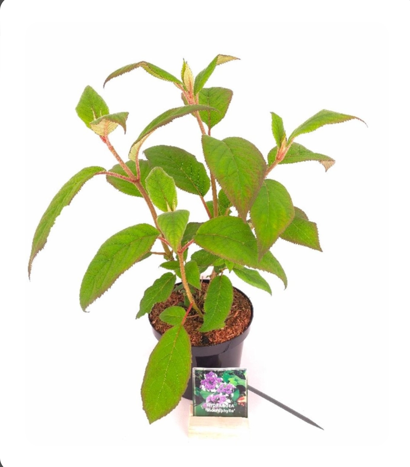 Hydrangea aspera macrophylla - fluweel hortensia, voor een schaduw plekje in u tuin