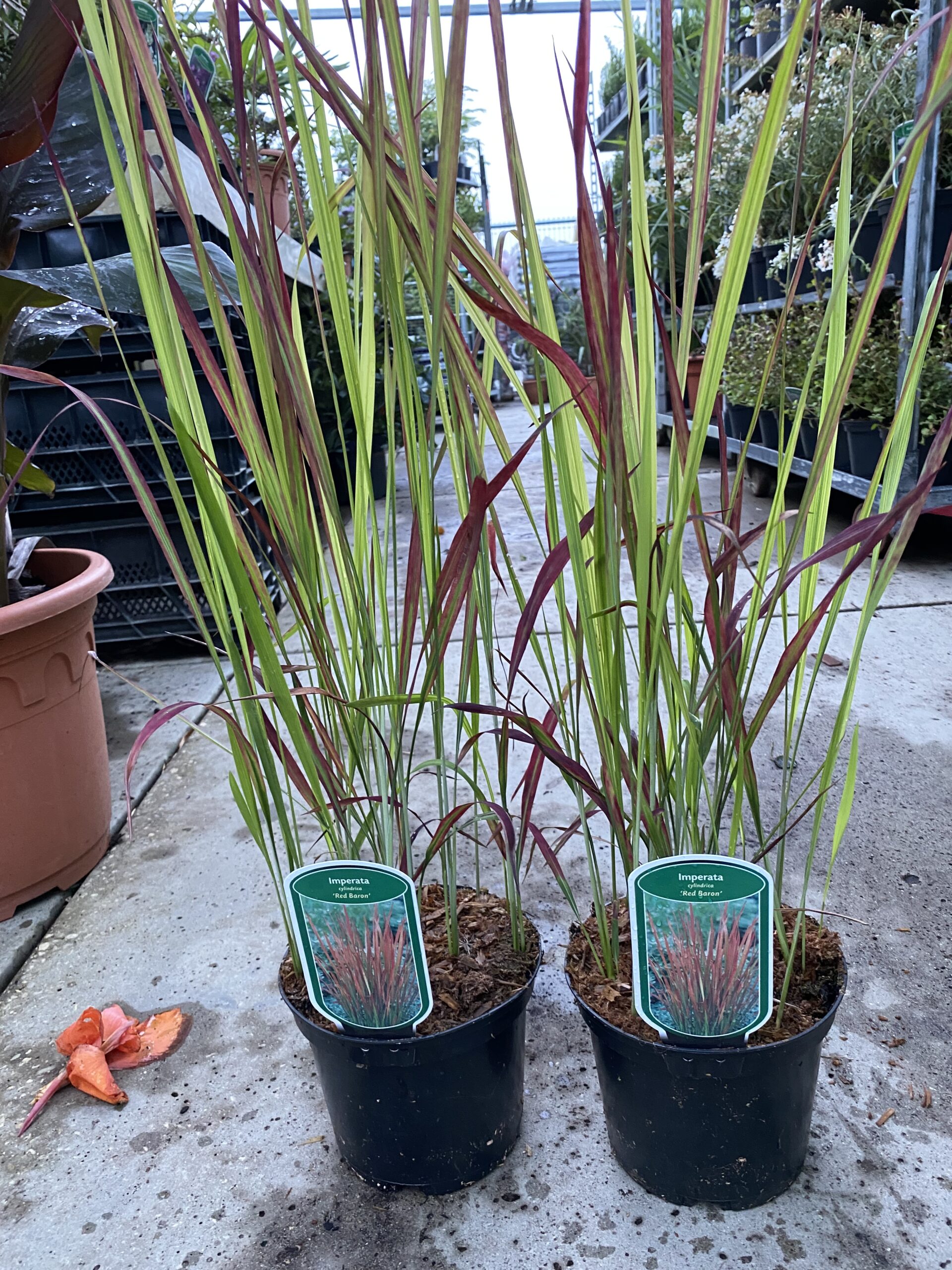 Imperata cylindrica 'Red Baron' - Japans bloedgras - Afbeelding 3