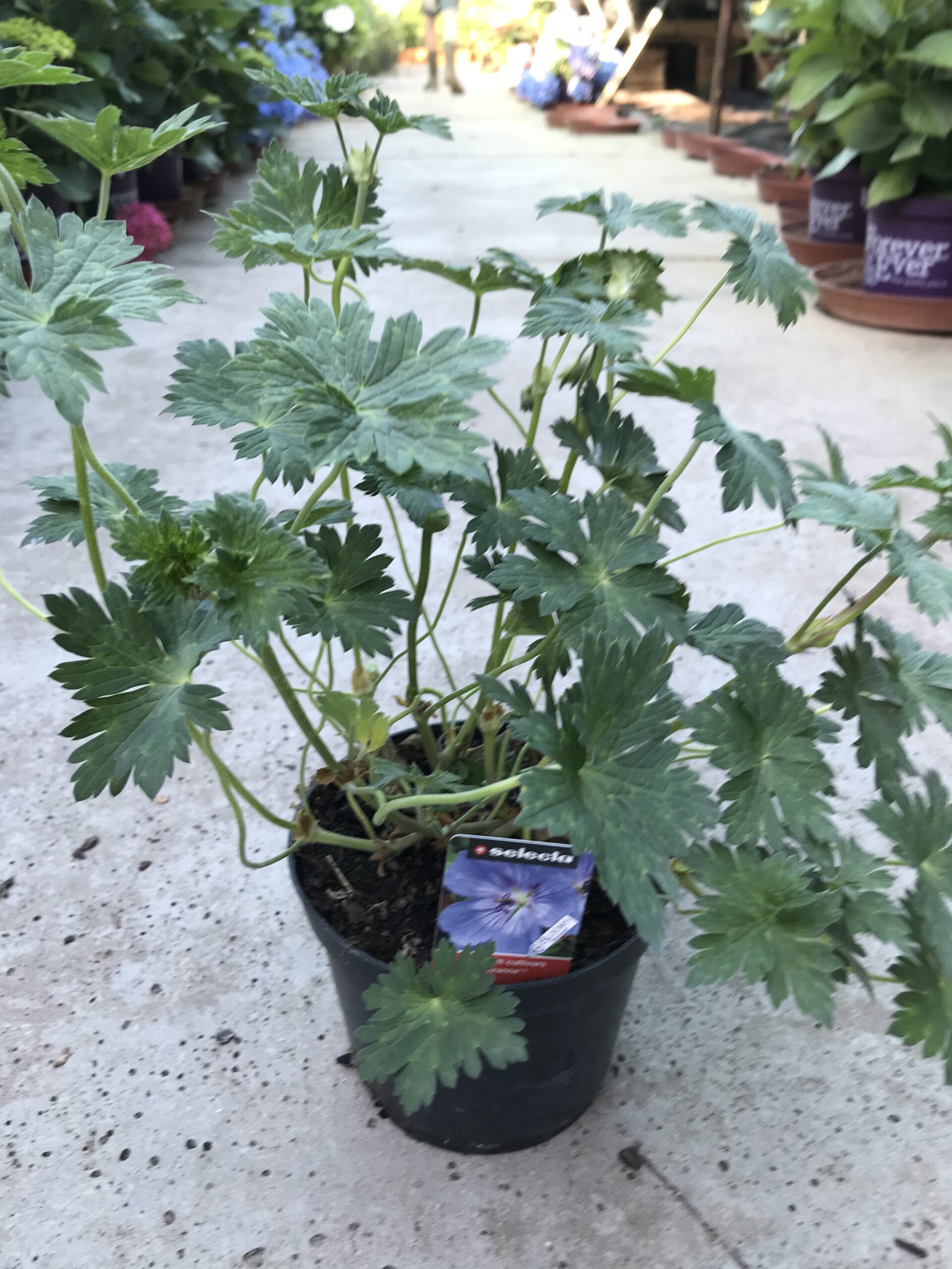 Geranium Rozanne - ooievaarsbek - Afbeelding 4