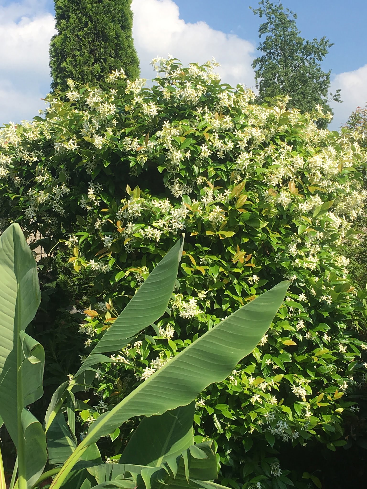 Trachelospermum jasminoides - witte Toscaanse jasmijn. - Afbeelding 4
