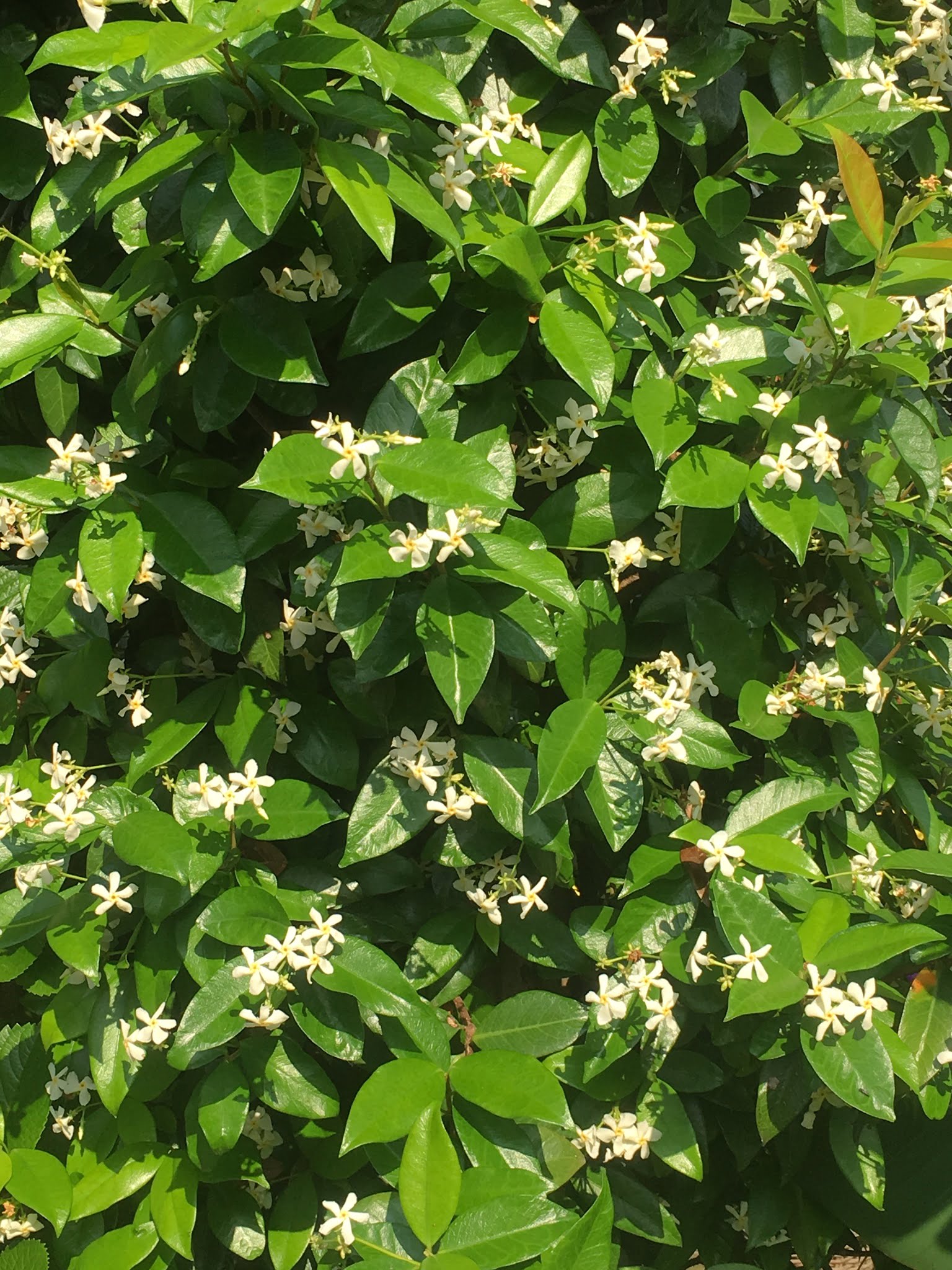 Trachelospermum jasminoides - witte Toscaanse jasmijn. - Afbeelding 3