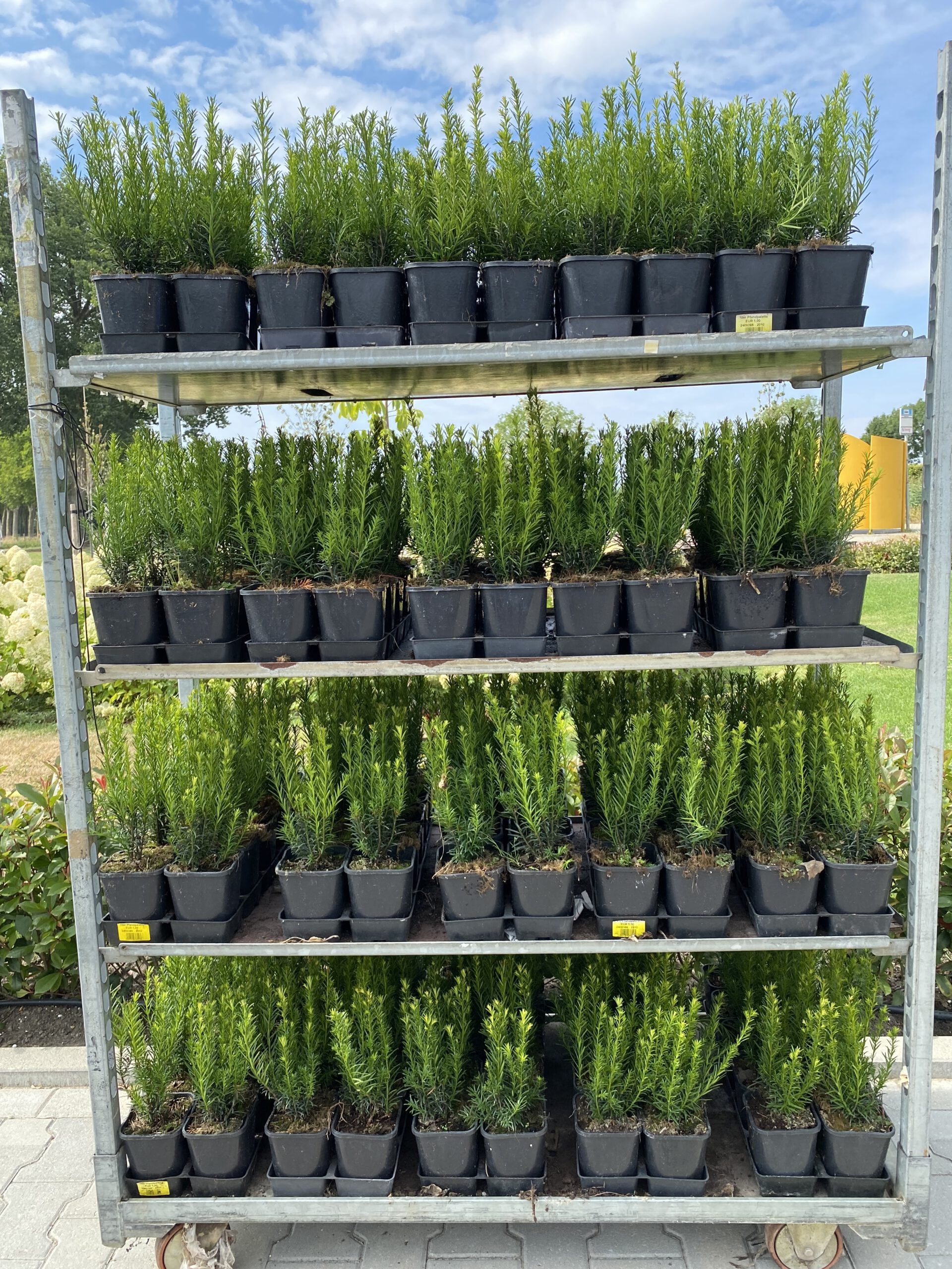 Taxus baccata 100/125 cm in pot - venijnstruik - Afbeelding 4