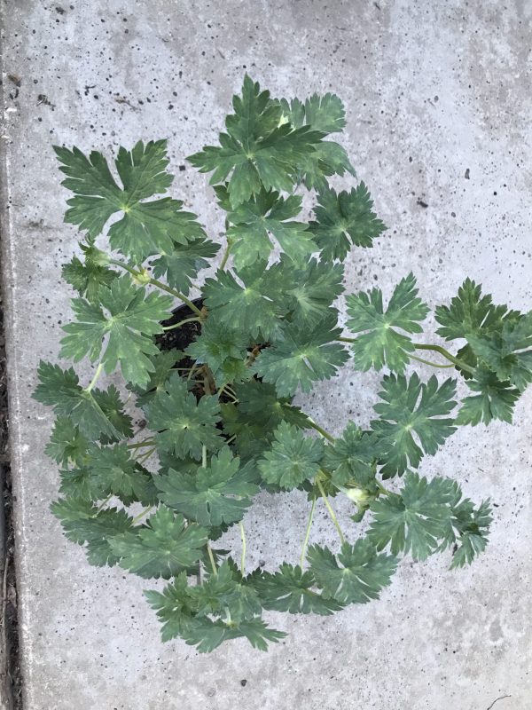 Geranium Rozanne - ooievaarsbek - Afbeelding 3