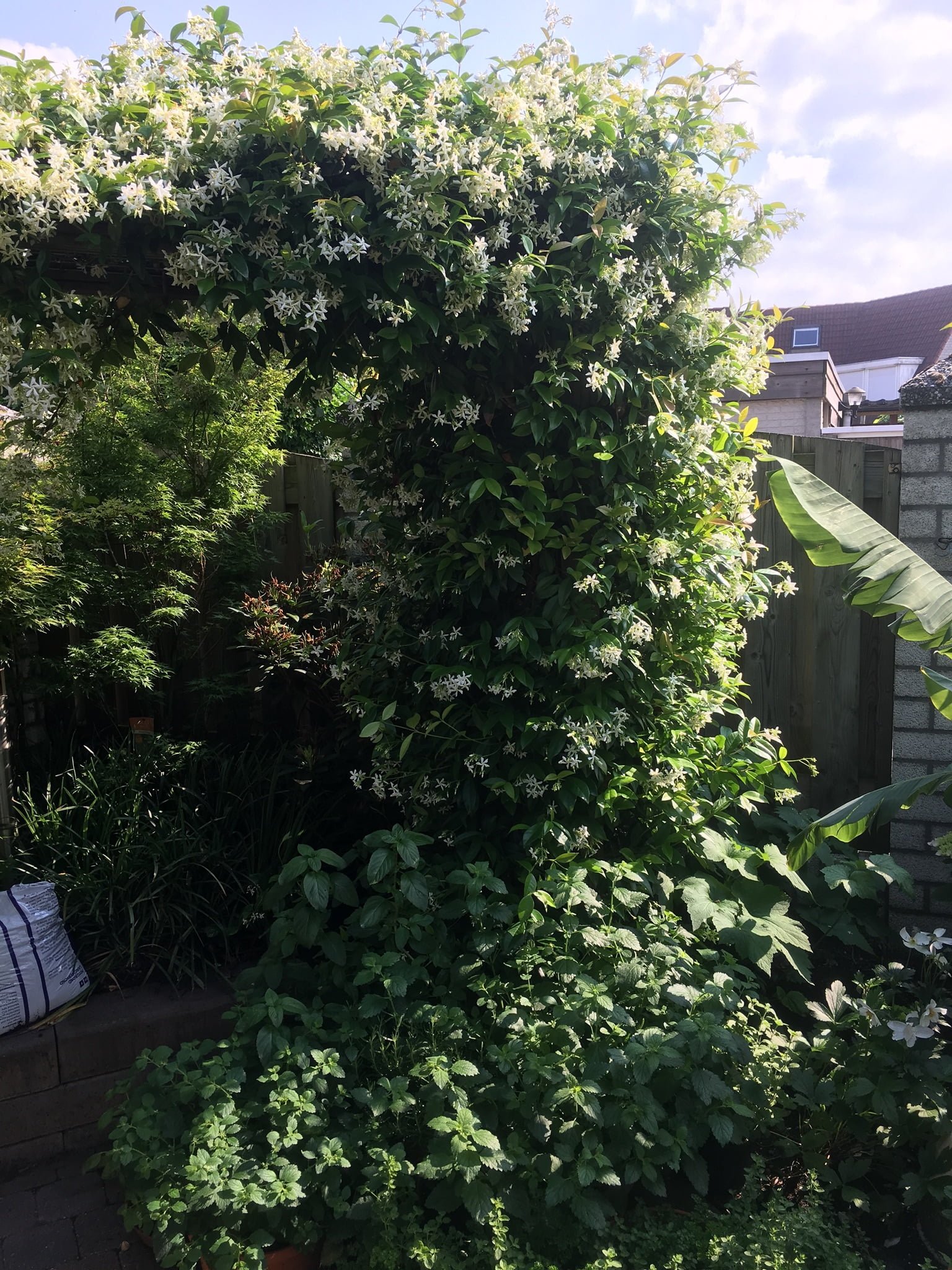 Trachelospermum jasminoides - witte Toscaanse jasmijn. - Afbeelding 5